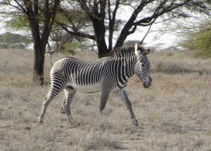 Kenya Zebra