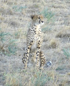 Kenya Cheetah