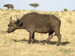 Kenya Water Buffalo