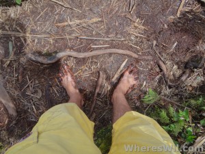 Barefoot-In-The-Jungle