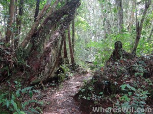 Cameron-Highlands-Jungle