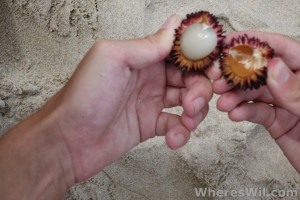 Opening-Pulasan-Fruit