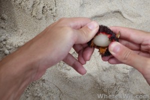 Peeling-Pulasan-Fruit