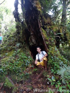 Wil-Cameron-Highlands-Malaysia-Jungle