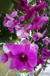 Kuching-Orchid-Park