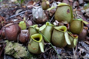 bako-pitcher-plants