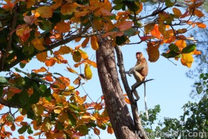 bako-proboscis-monkey